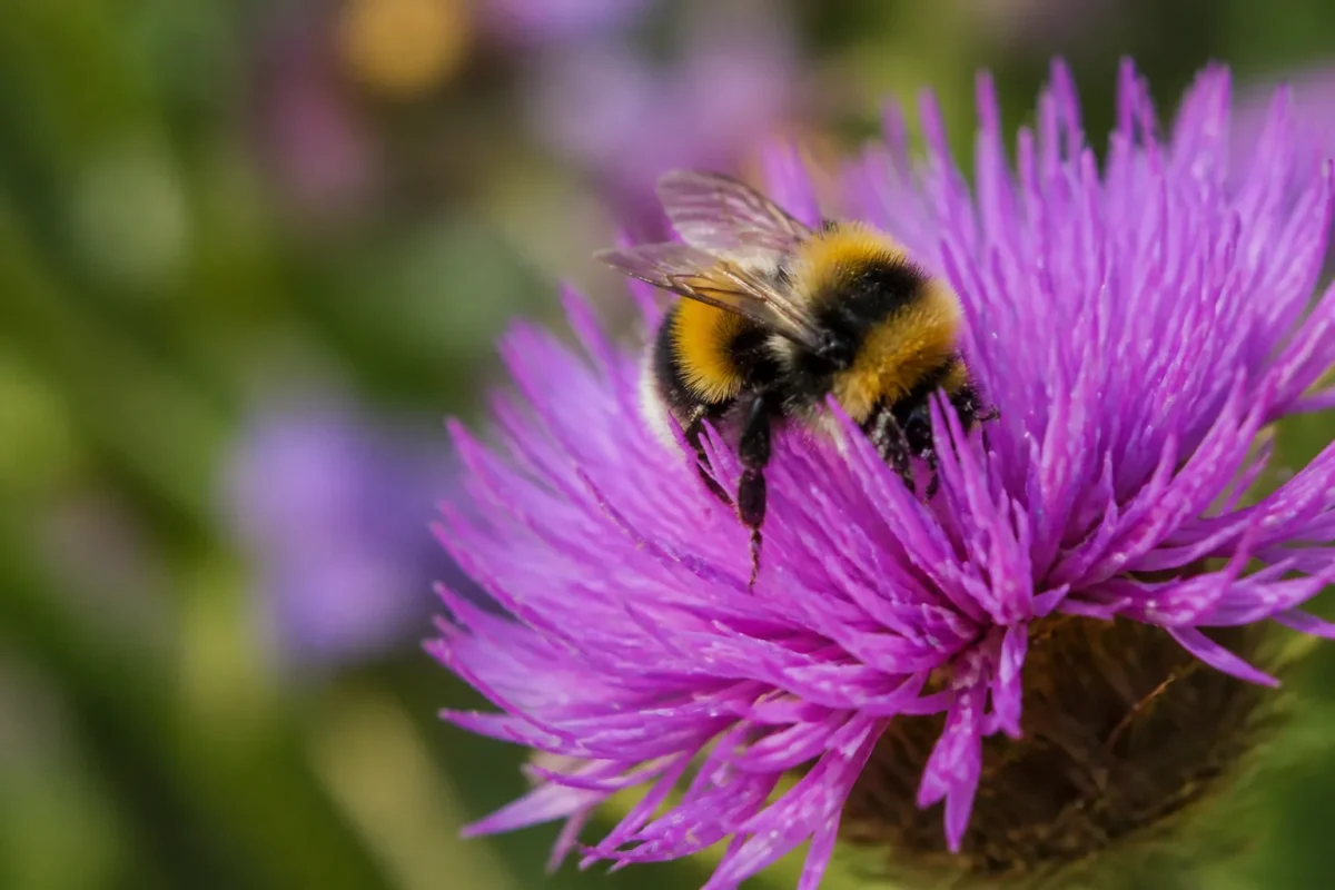 Bourdon butinant une fleur violette dans un champ