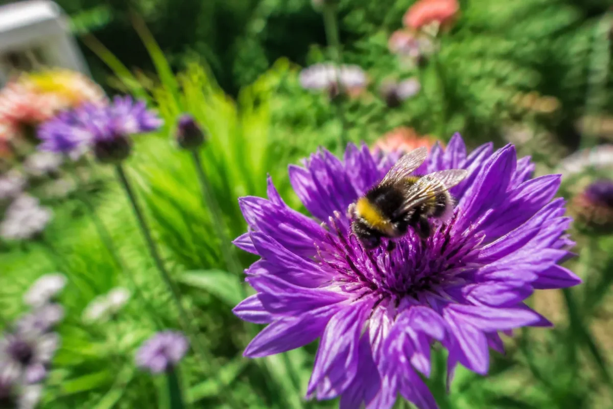 Bourdon butinant une fleur violette dans un jardin verdoyant