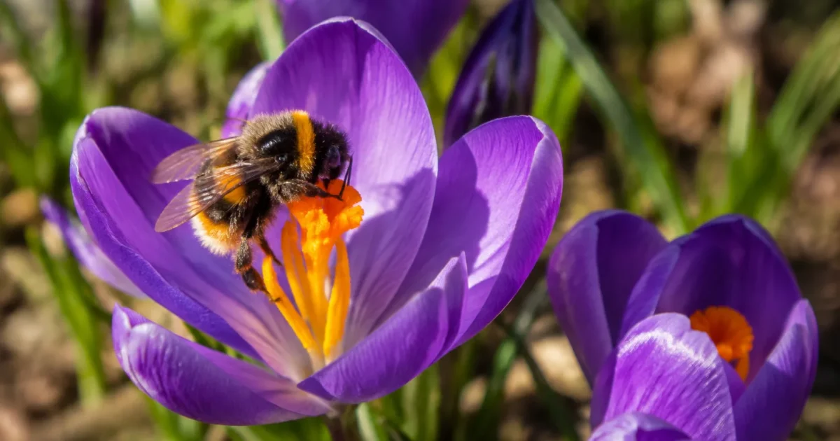 Bourdon perche sur une fleur de crocus violette