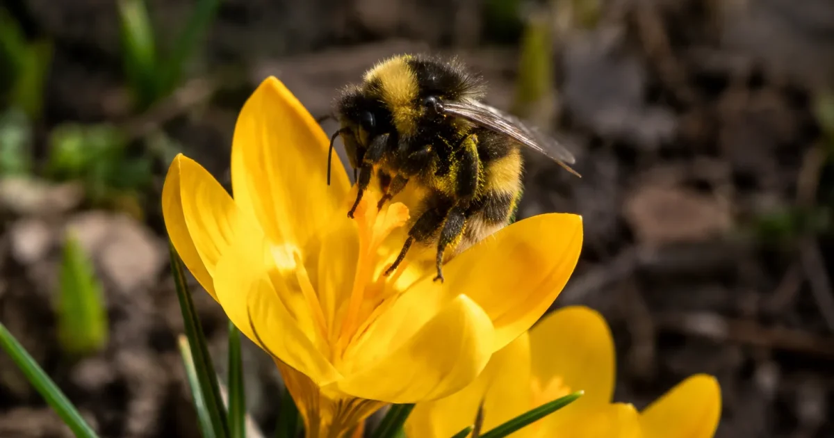 Un bourdon velu se pose sur un crocus jaune