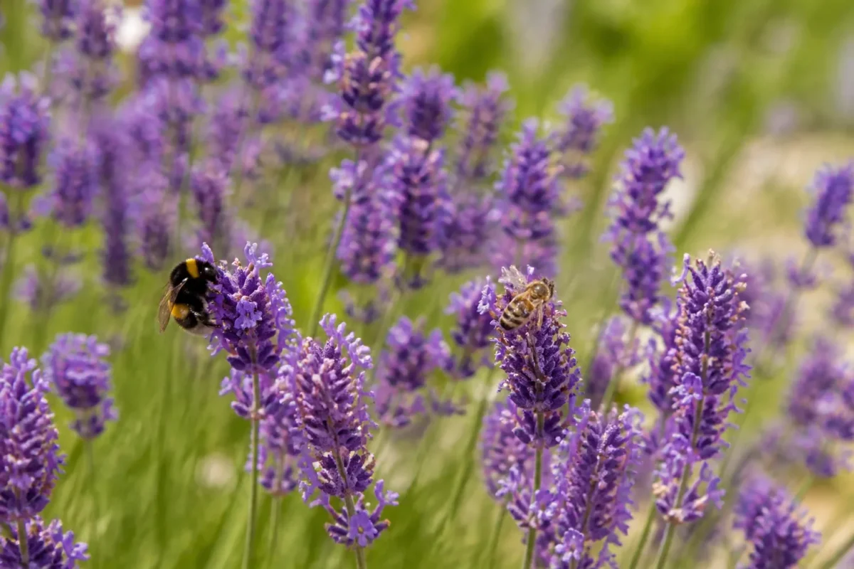 Bourdons et abeilles butinant des fleurs violettes de lavande