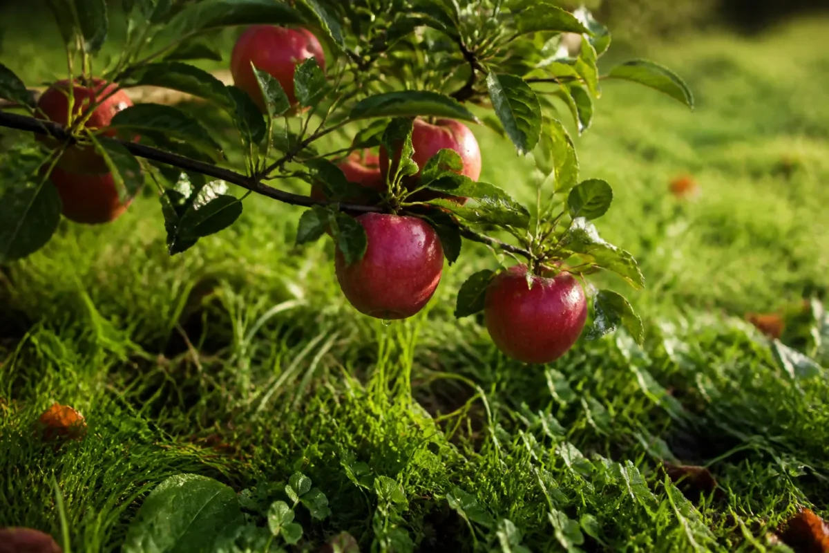 Branche de pommier avec pommes rouges pendantes sur herbe