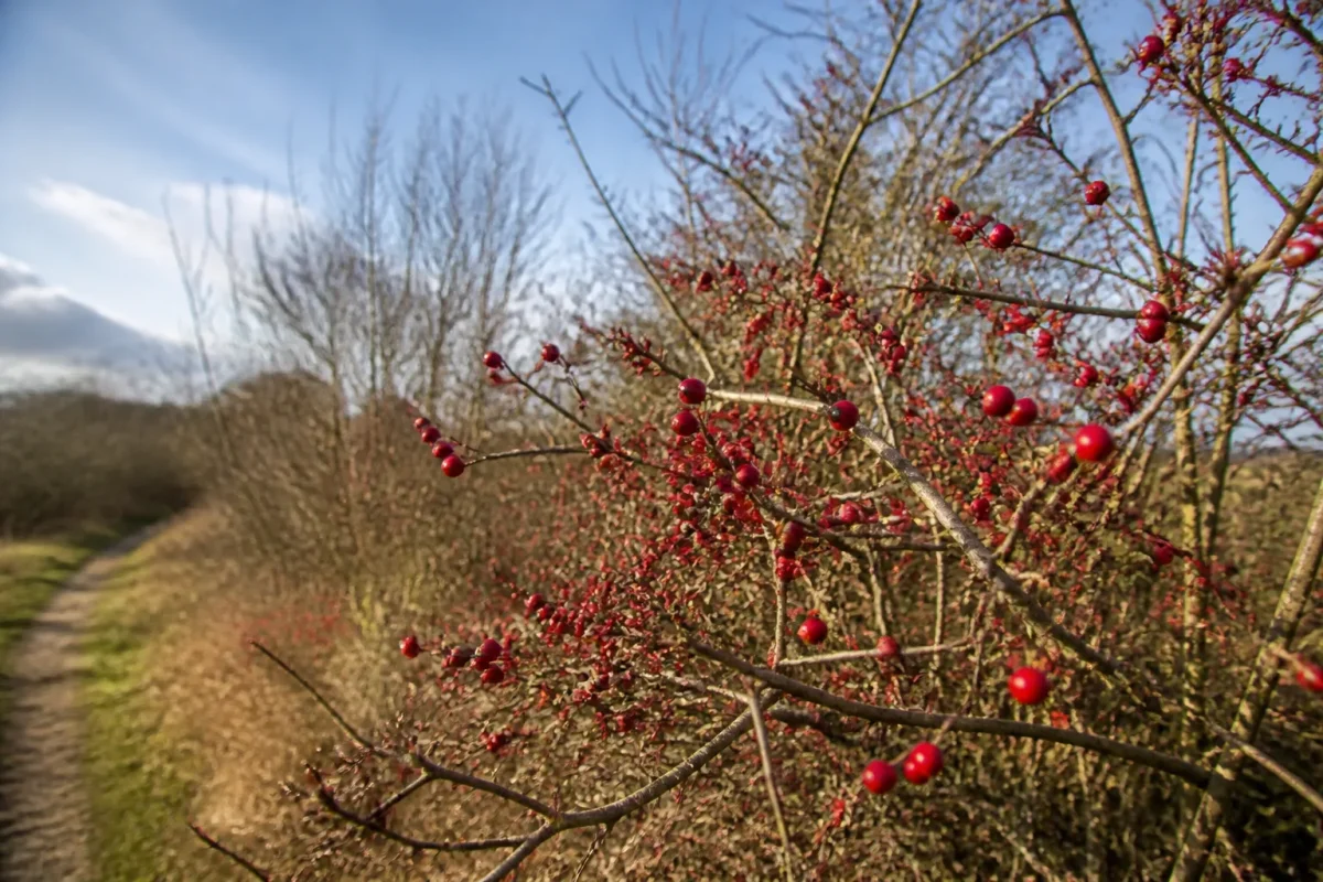 Buisson epineux couvert de petits fruits rouges