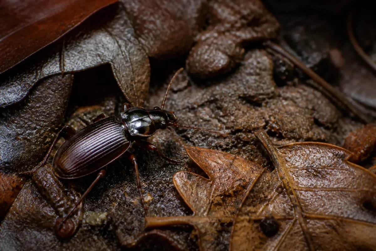 Carabe brun sur terre humide entre feuilles mortes