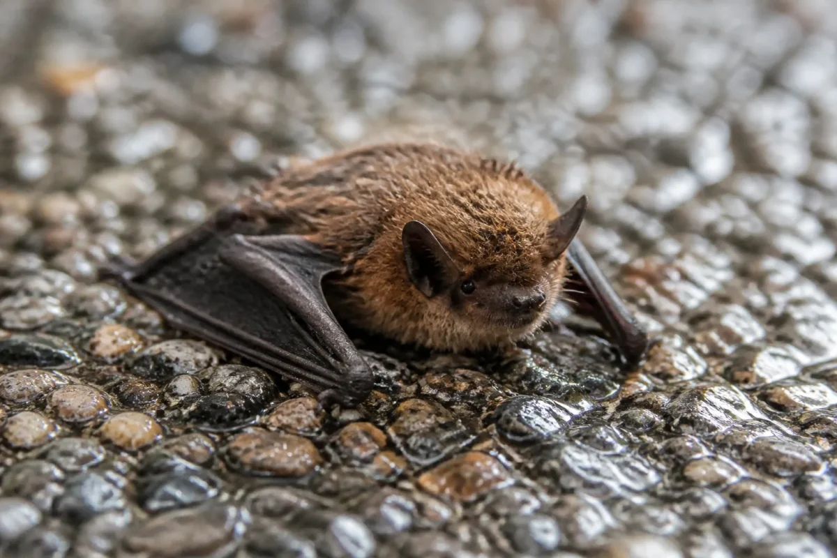 Petite chauve-souris brune posee au sol sur gravier humide