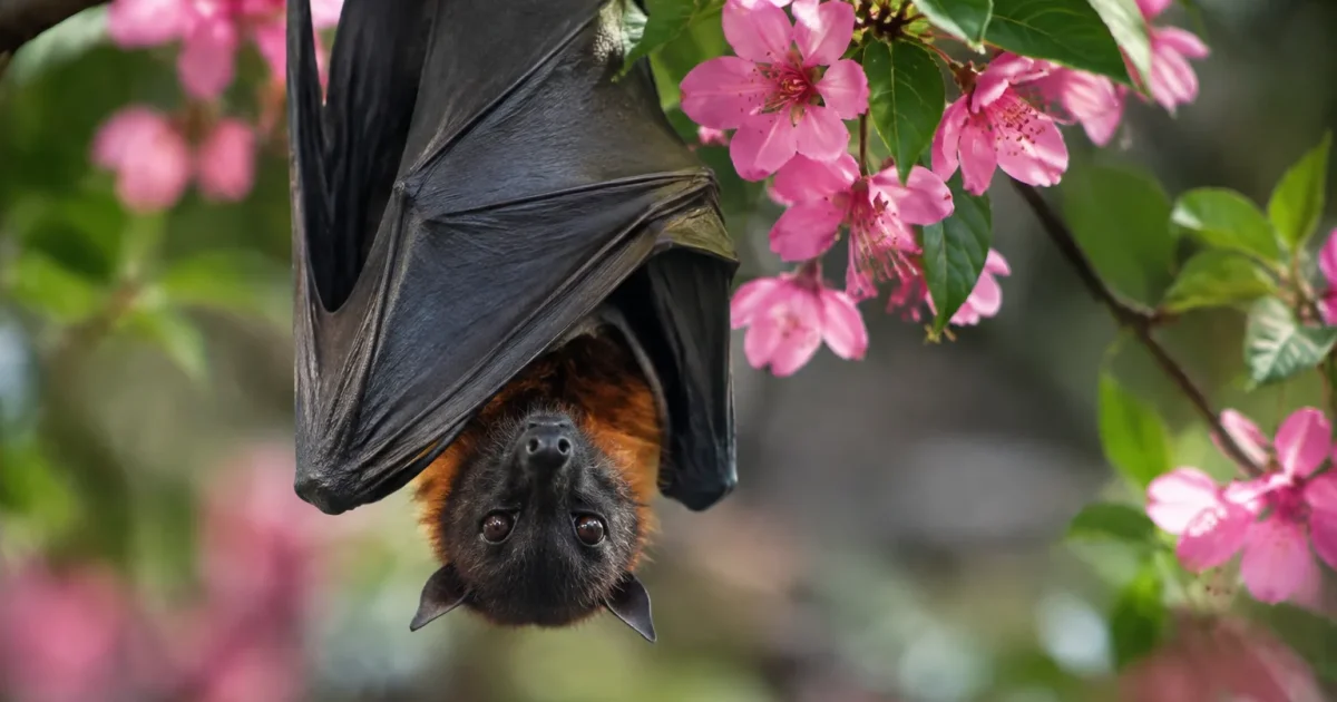 Chauve-souris suspendue tete en bas pres de fleurs roses