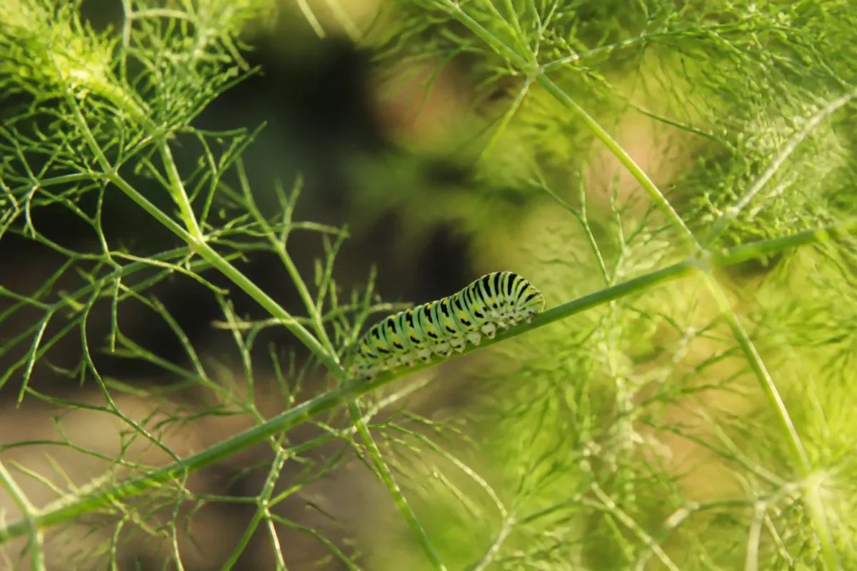 Chenille verte sur une feuille de fenouil au soleil