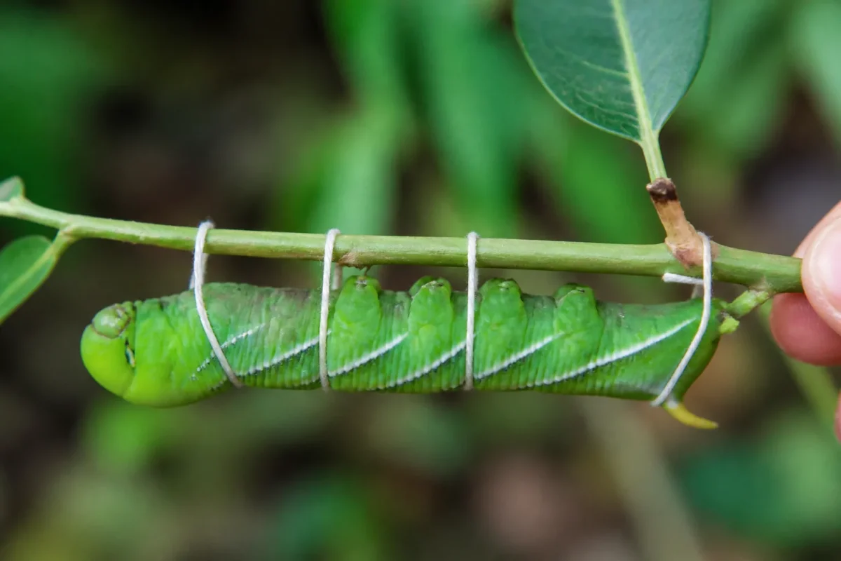 Chenille verte fixée sur une tige avec fil blanc