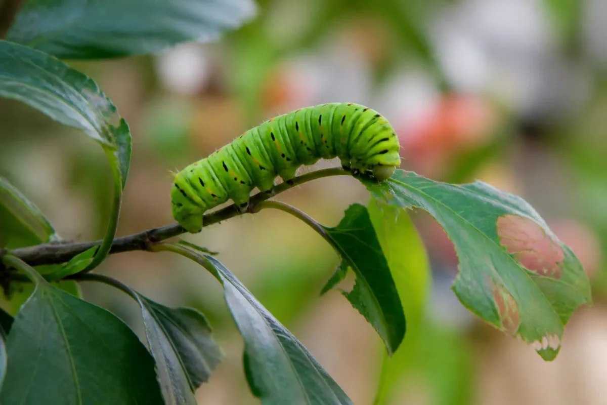 Chenille verte mangeant feuille sur branche