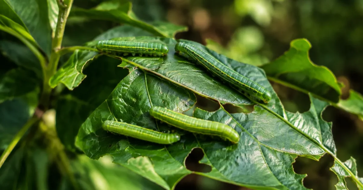 Chenilles vertes sur une feuille de plante indigene