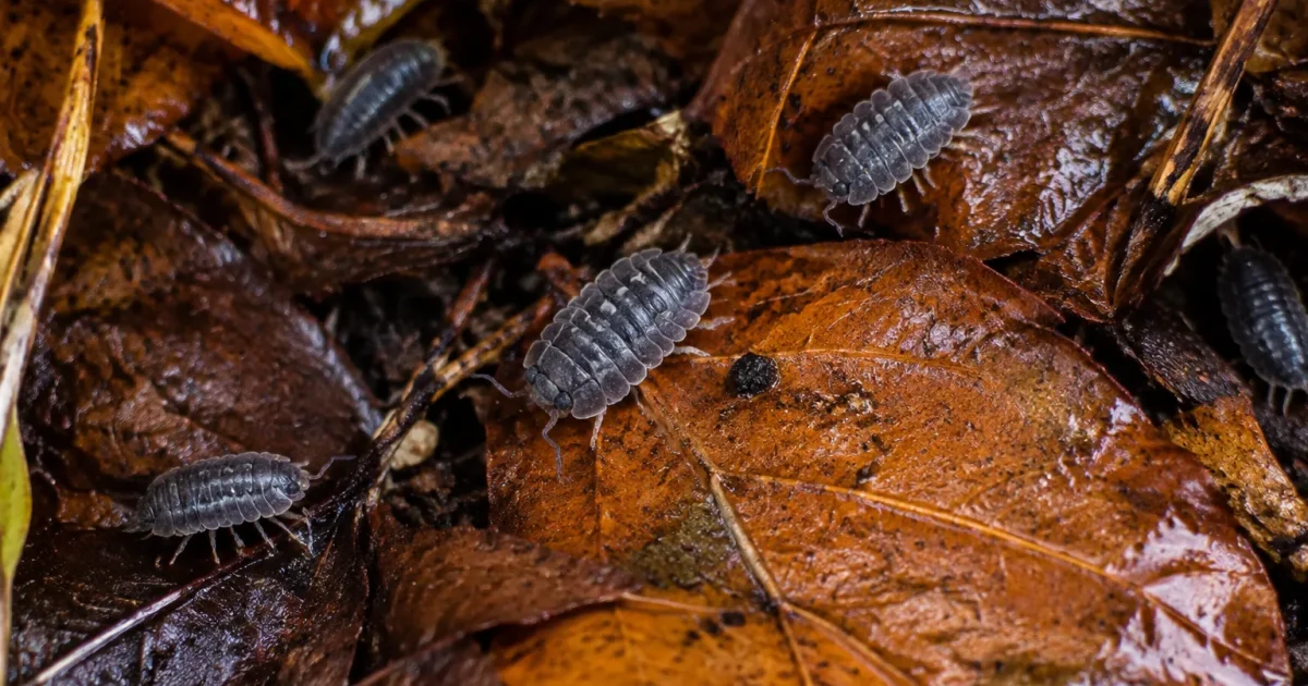 Cloportes gris rampant sur feuilles mortes humides