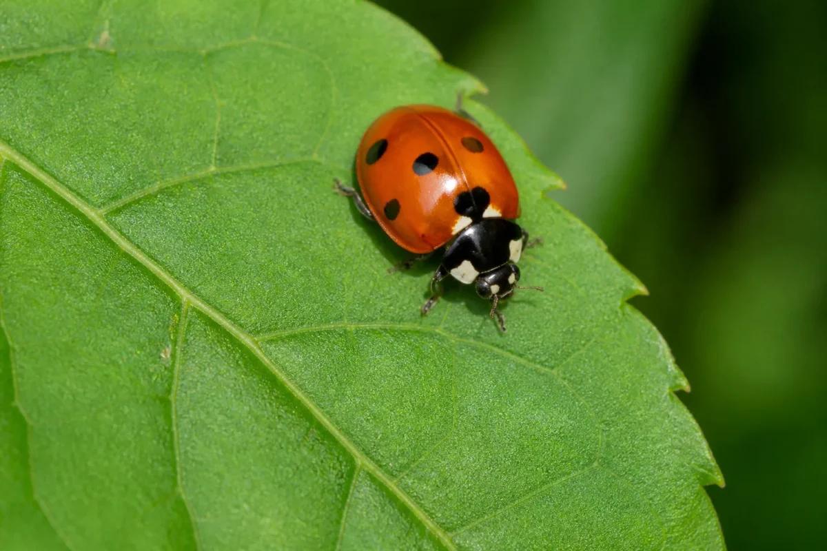 Coccinelle orange avec points noirs sur feuille verte
