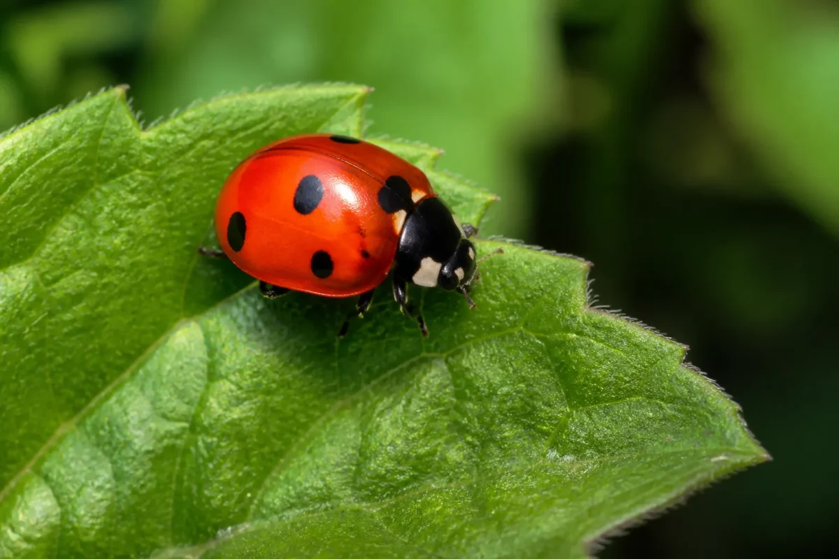 Coccinelle rouge a pois noirs sur une feuille verte