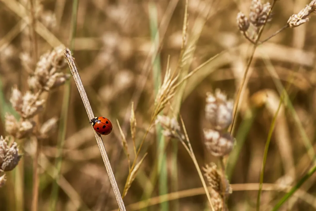 Coccinelle rouge sur une tige seche parmi les herbes