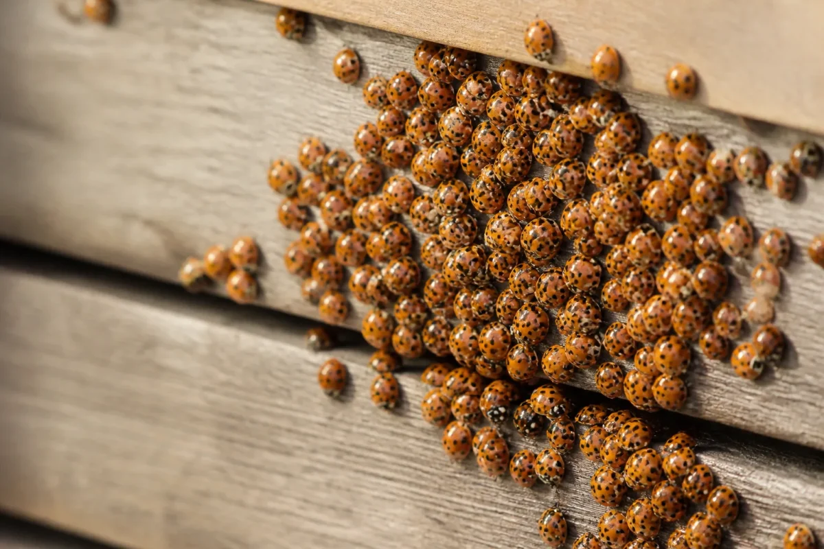 Coccinelles orange agglutinees sur un volet en bois