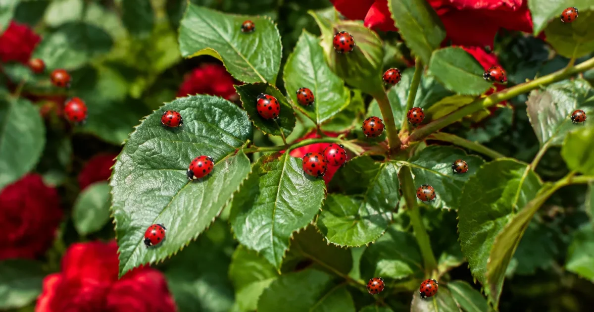 Nombreuses coccinelles rouges posees sur des feuilles de rosier