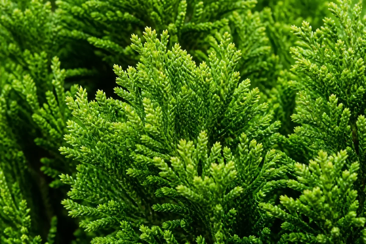 Conifere vert feuillage petites ecailles serrees compactes