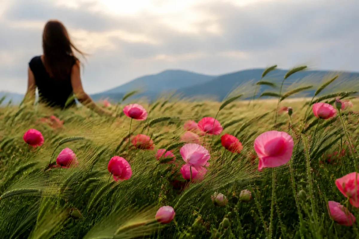 Coquelicots roses dans une herbe haute ondulante
