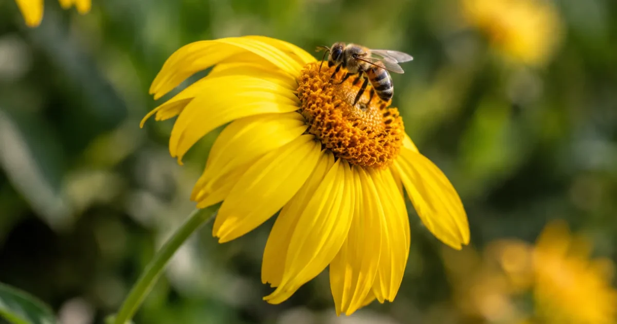 Corolle jaune penchee, abeille posee au coeur