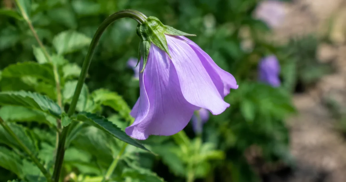 Corolle mauve penchee sur une tige verte