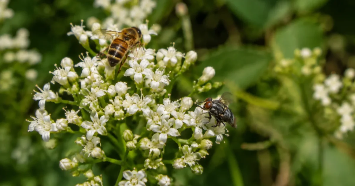 Corolles blanches minuscules visitees par abeilles et mouches