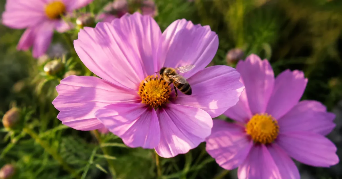Cosmos roses en fleurs, abeille posee sur une corolle
