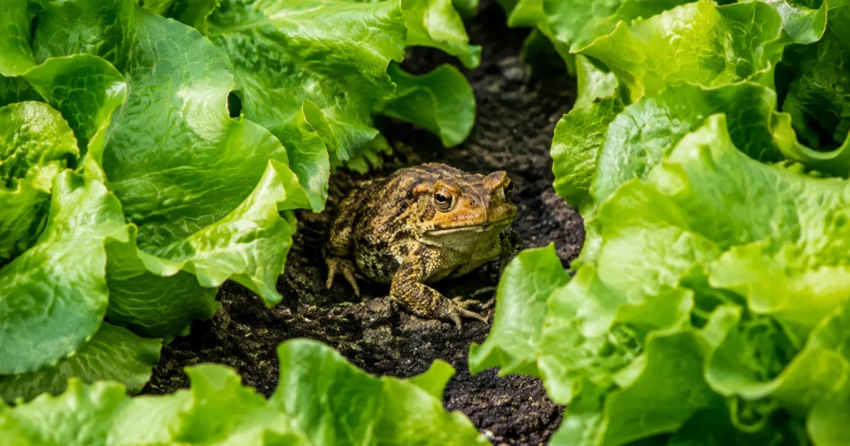 Crapaud assis entre des rangs de salade verte
