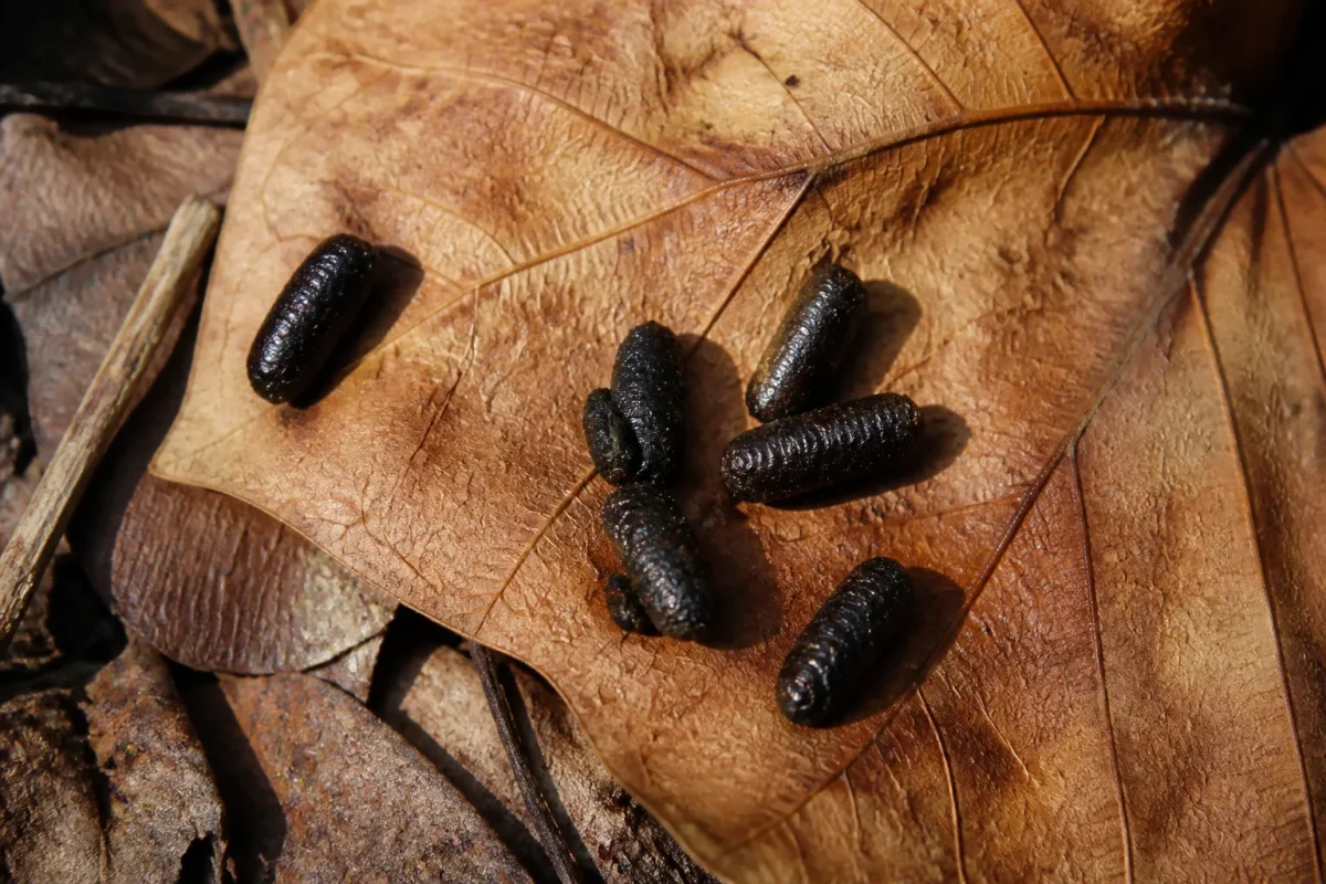 Crottes noires cylindriques brillantes sur feuille morte