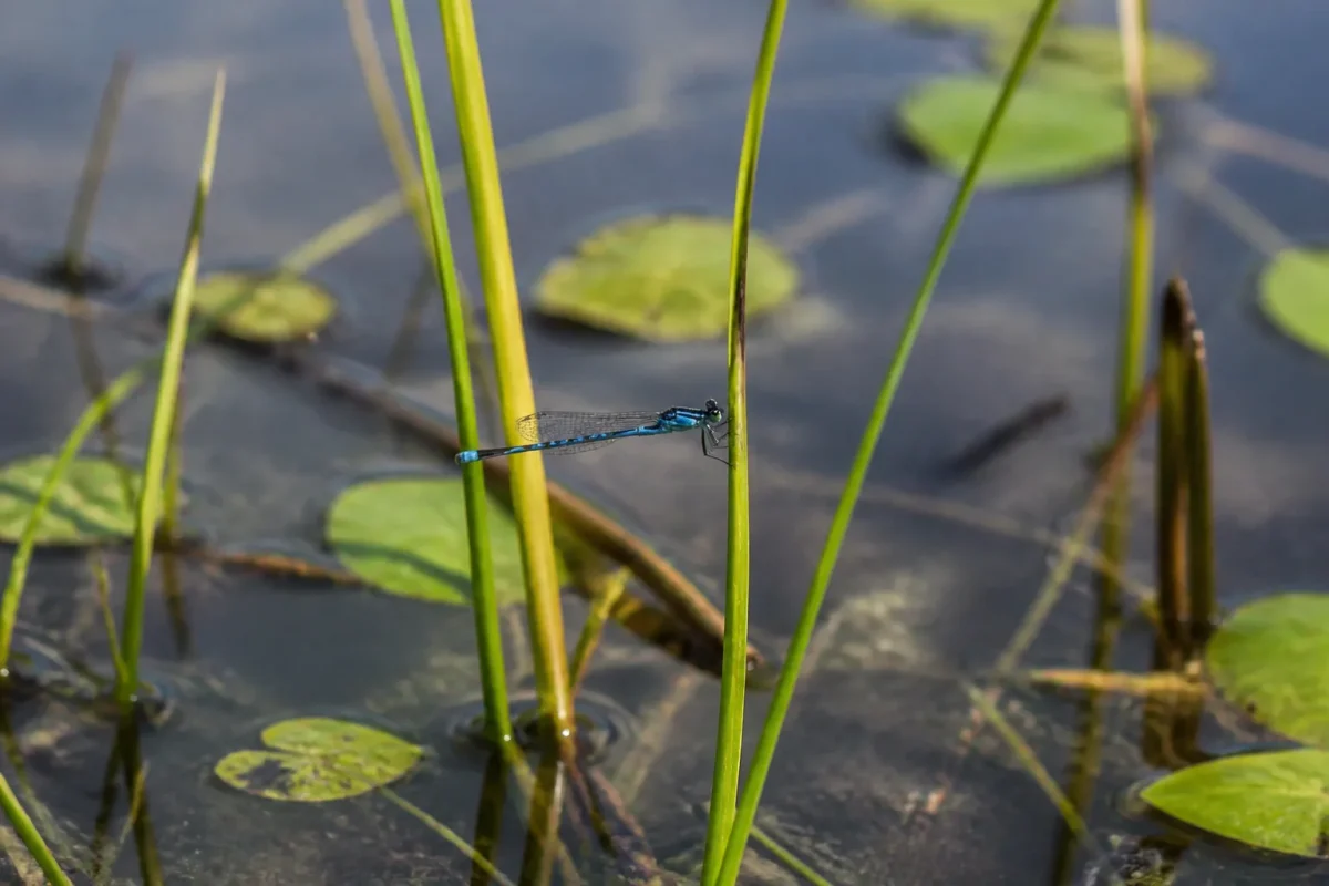 Demoiselle bleue posee sur une tige dans une mare