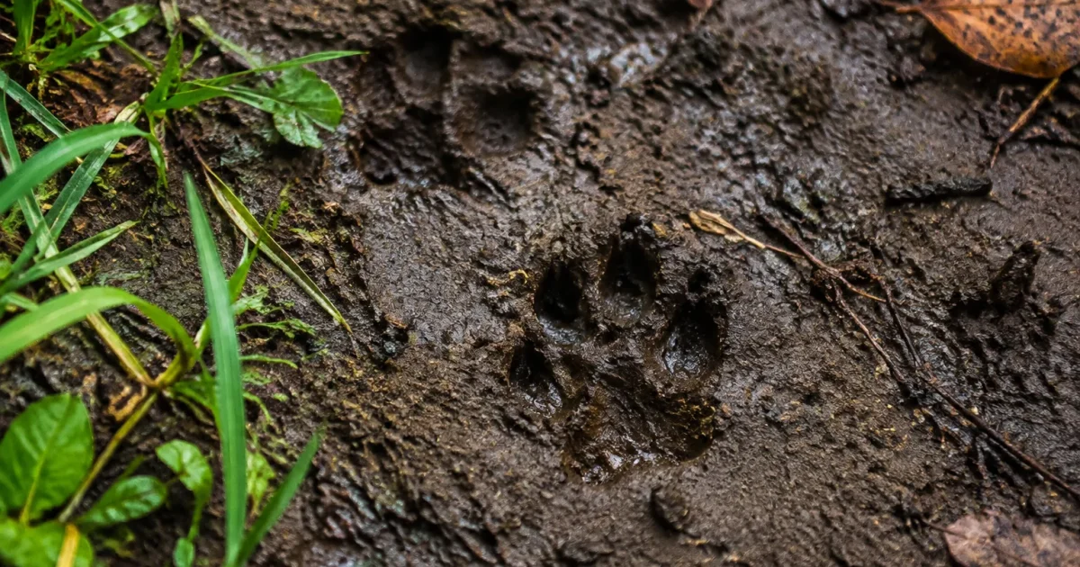 Petites empreintes de pattes creusees dans la terre humide