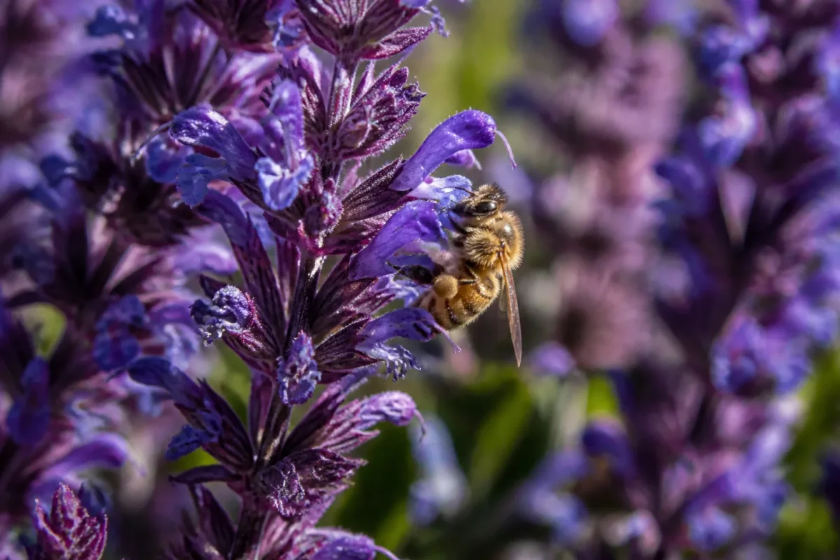 Epis de fleurs bleu violet avec abeille butinant