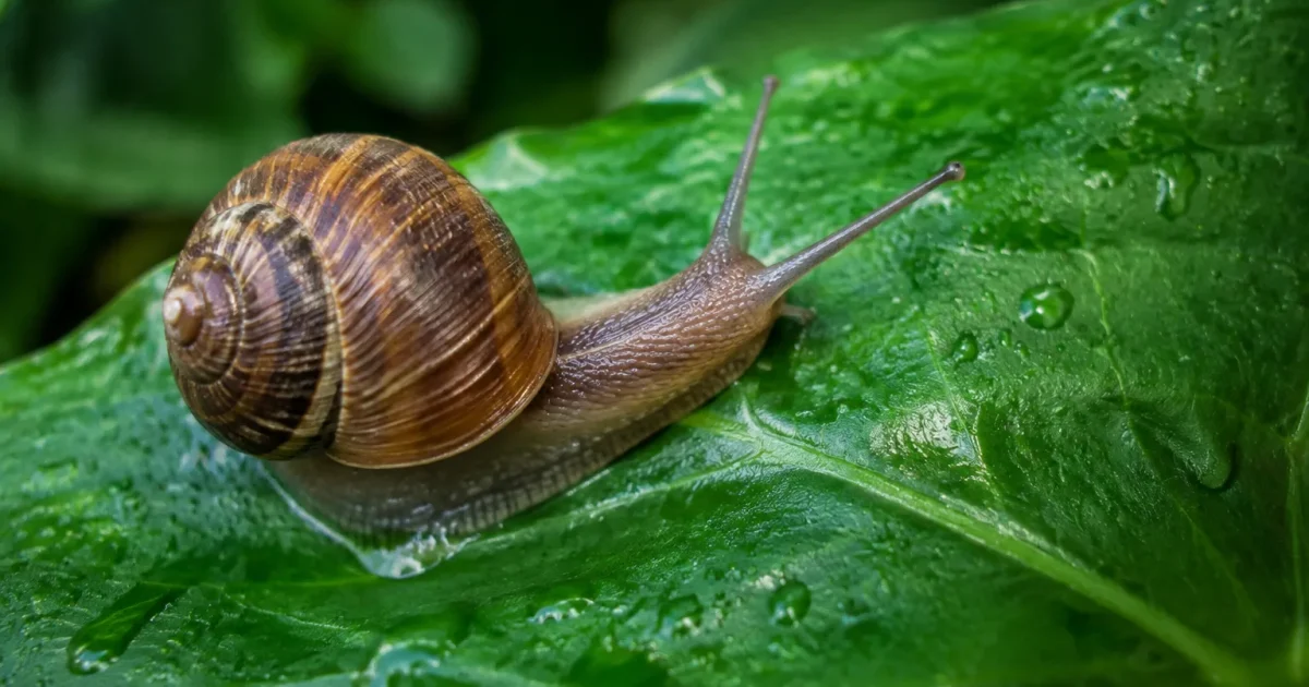 Un escargot brun grimpe sur une feuille humide