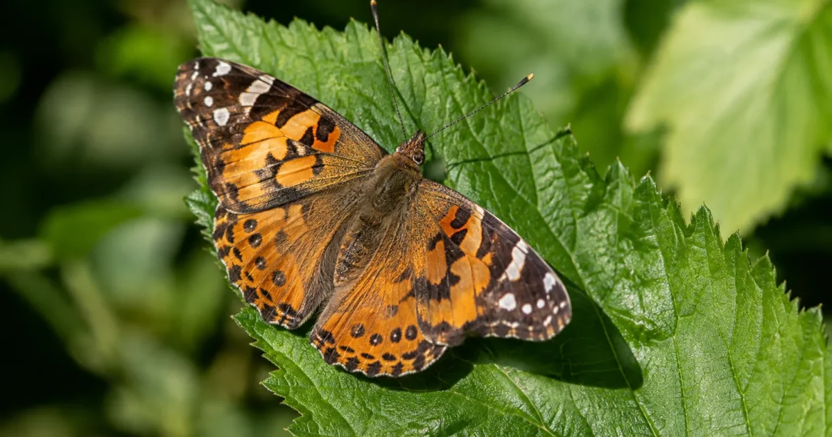 Femelle papillon posee sur une feuille verte dentelee