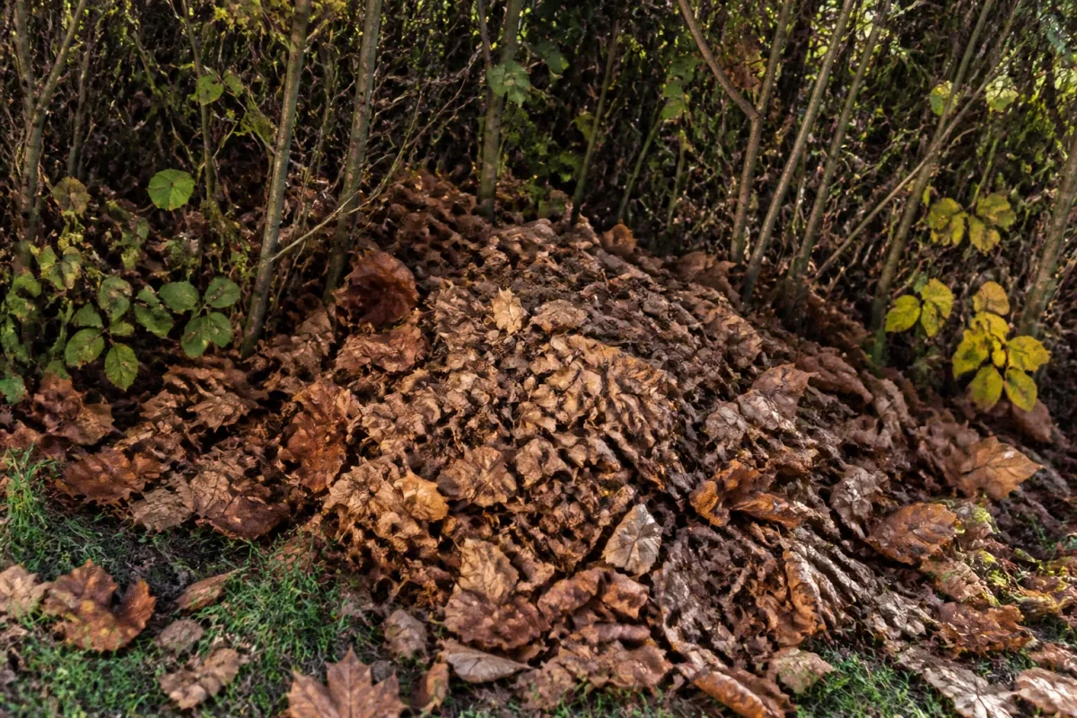 Feuilles mortes brunes couvrant un tas sous haie
