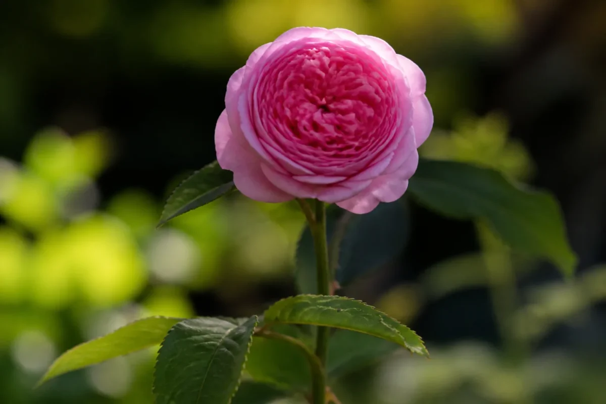 Fleur double rose aux petales serres sur tige verte
