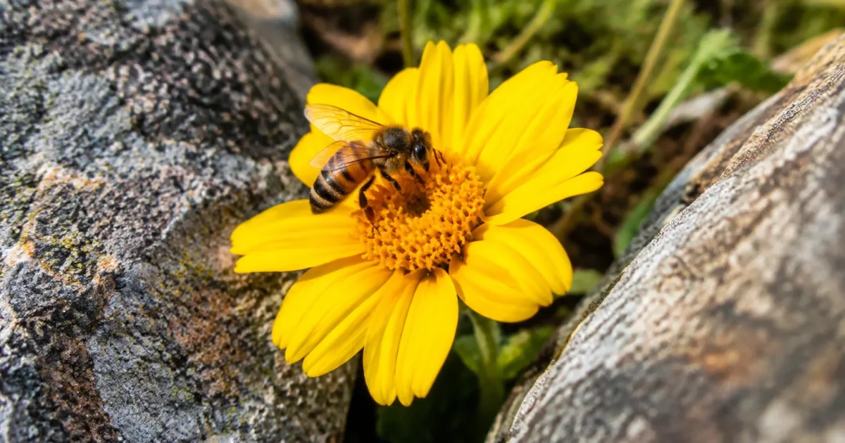 Fleur jaune entre deux pierres, abeille posée dessus