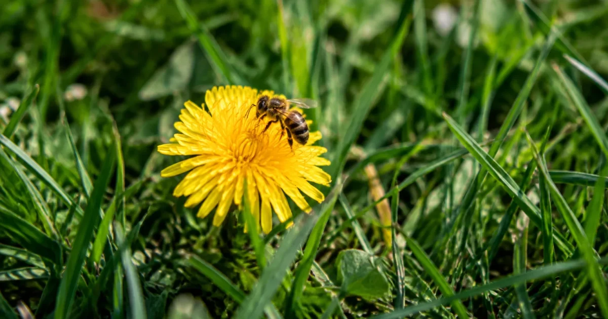 Fleur jaune dressee au milieu du gazon avec abeille