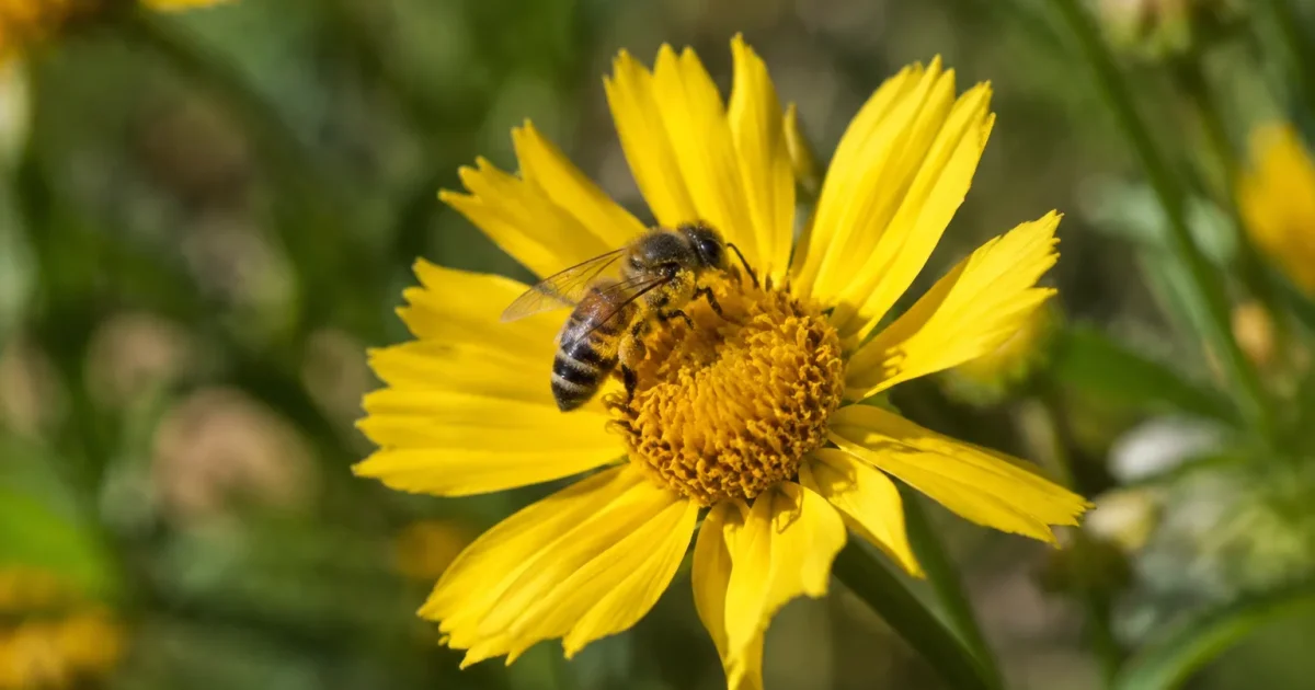 Fleur sauvage jaune avec abeille posee sur le pistil