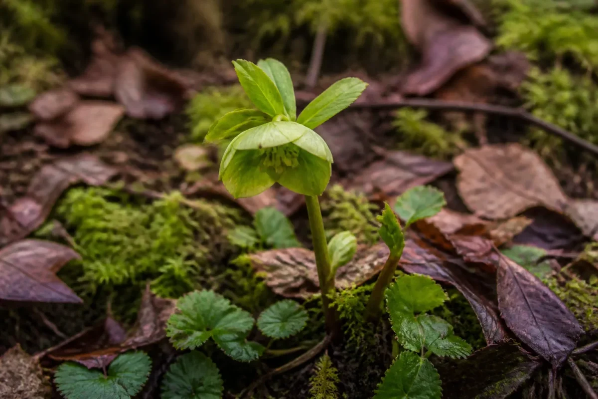 Fleur verte en capuchon dans la mousse du sous-bois