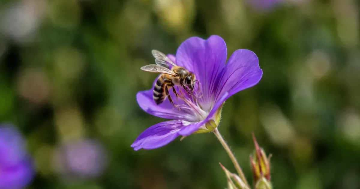 Fleur violette sur tige fine avec abeille posee