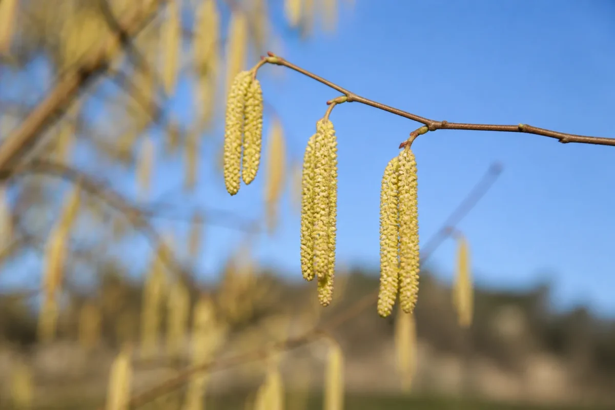 Petites fleurs jaunes pendantes sur une branche de noisetier
