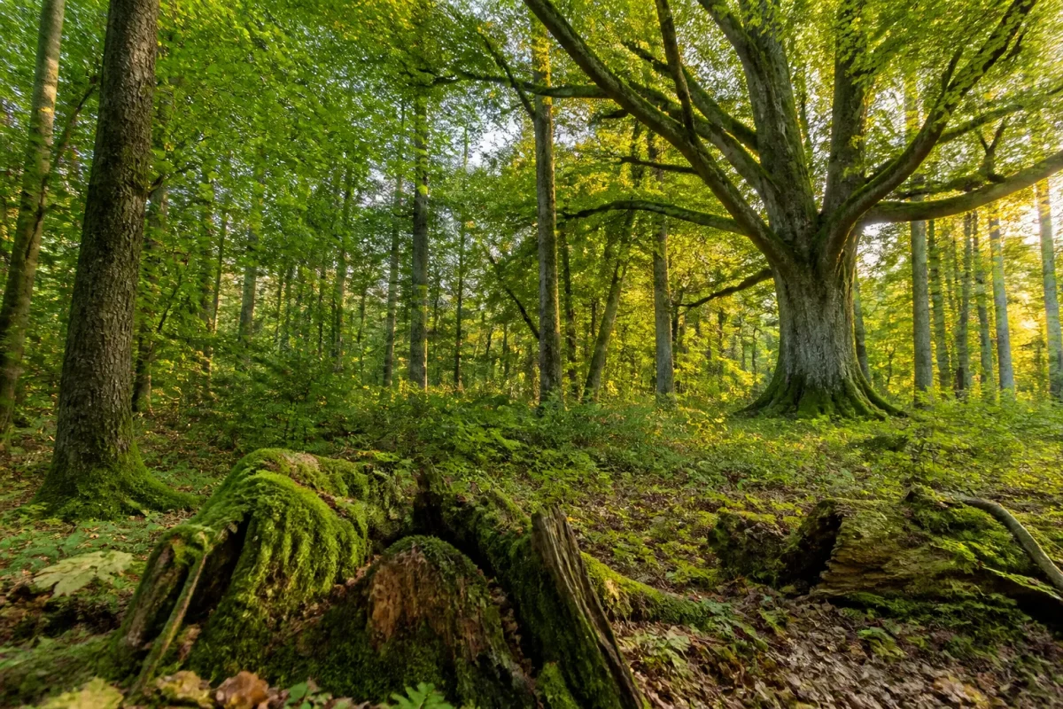 Foret mature avec gros chenes debout et souches moussues