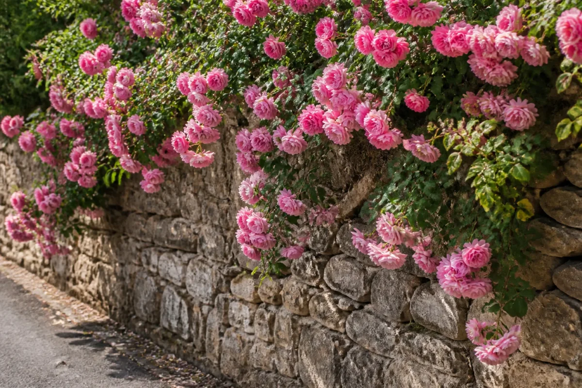 Grappes de fleurs roses sur un muret de pierre