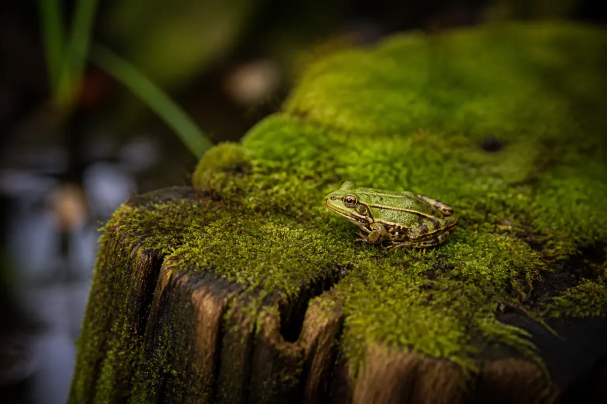 Grenouille sur une souche humide couverte de mousse verte