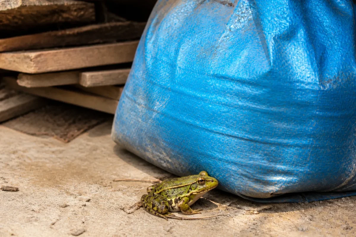 Grenouille verte assise pres dun sac engrais bleu