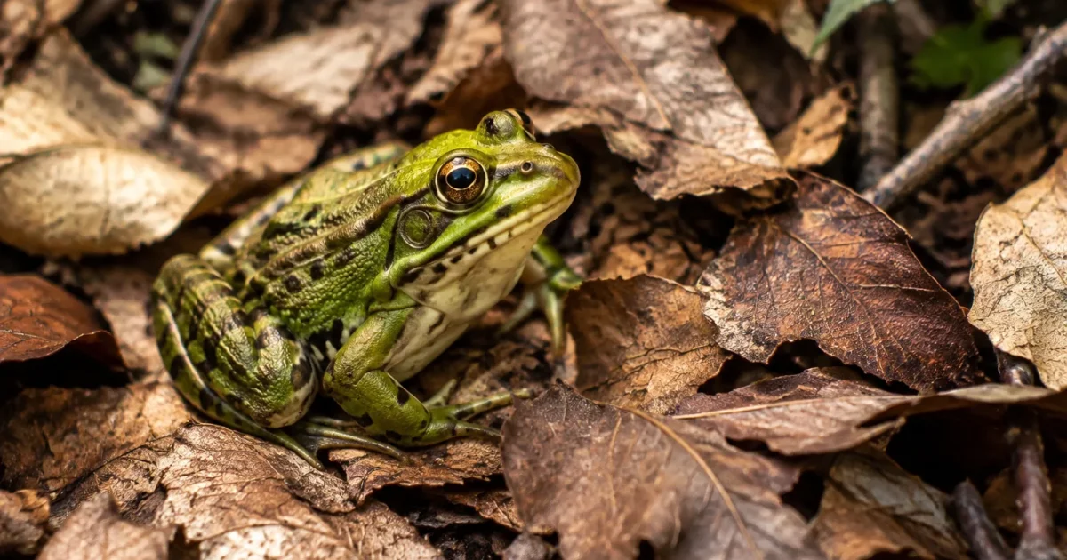 Grenouille verte assise sur des feuilles seches en foret