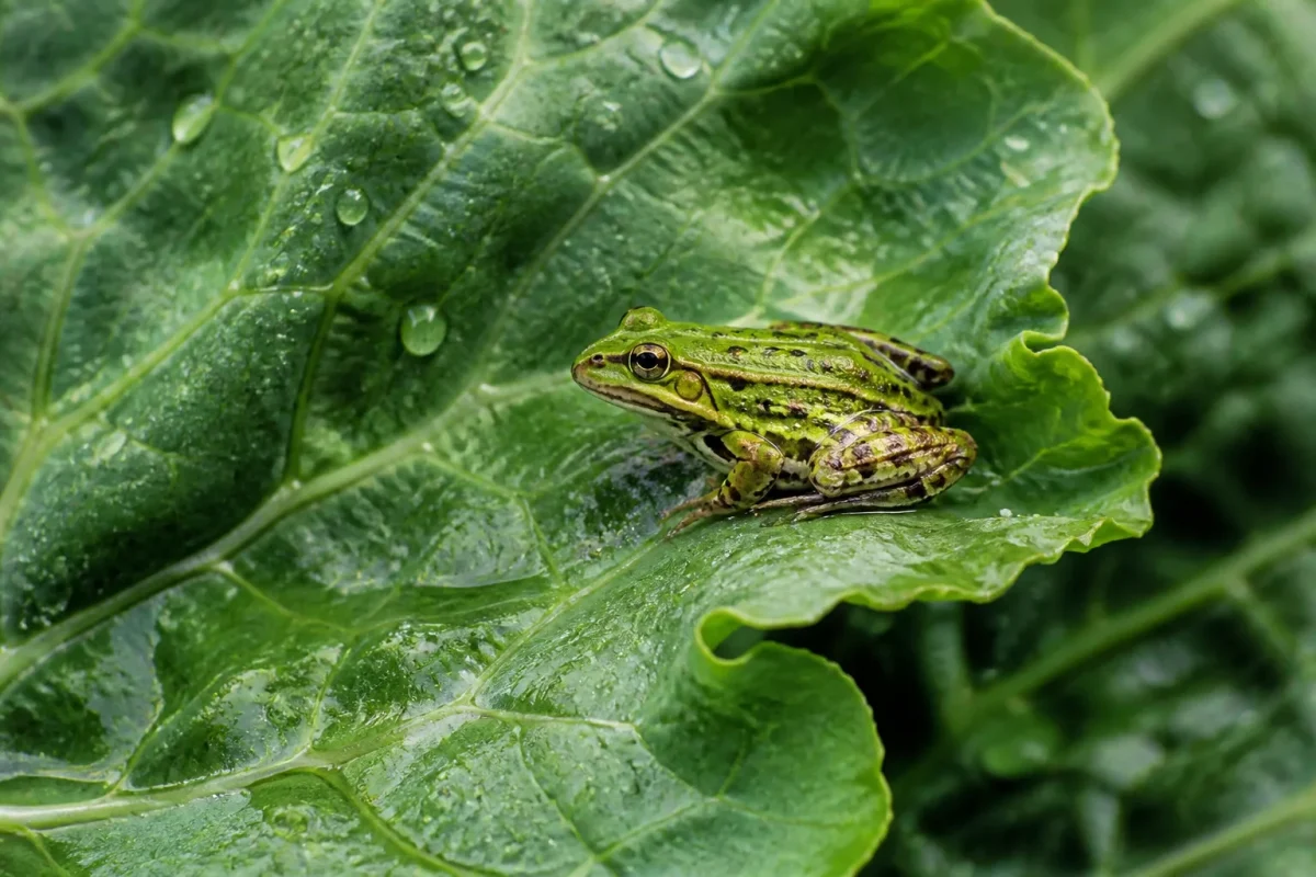 Grenouille verte sur une feuille humide au potager