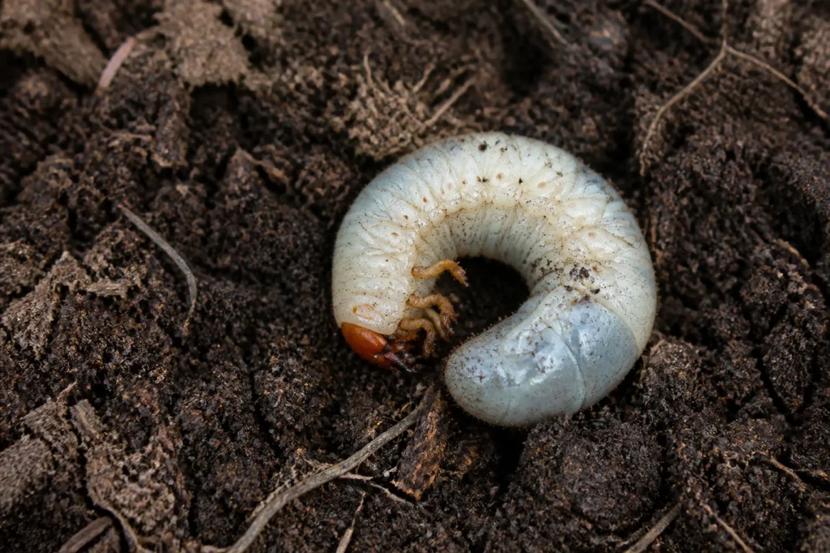 Grosse larve blanche enroulee dans du compost brun