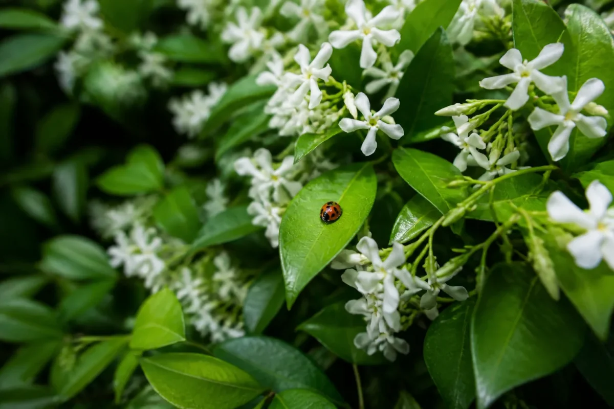 Haie fleurie avec coccinelle posee sur une feuille verte