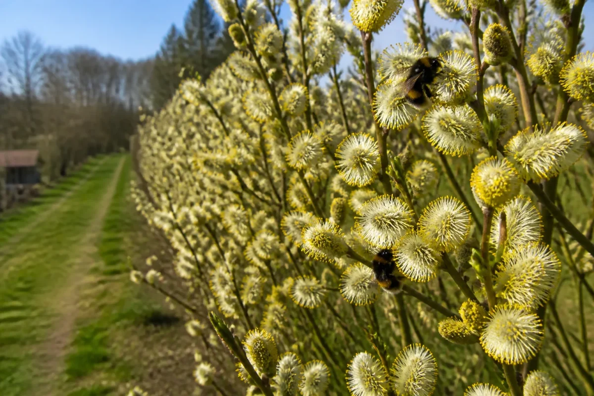Haie fleurie de saules avec bourdons butinant